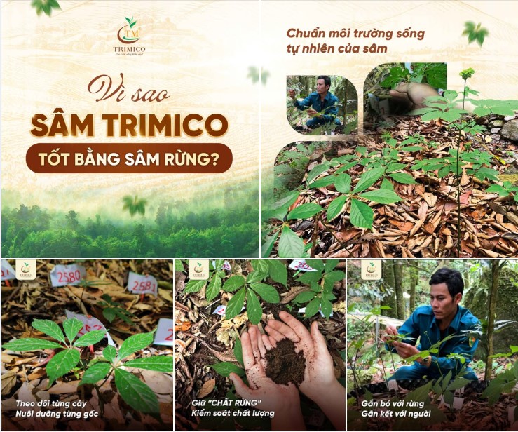 Sự thật về sâm Ngọc Linh